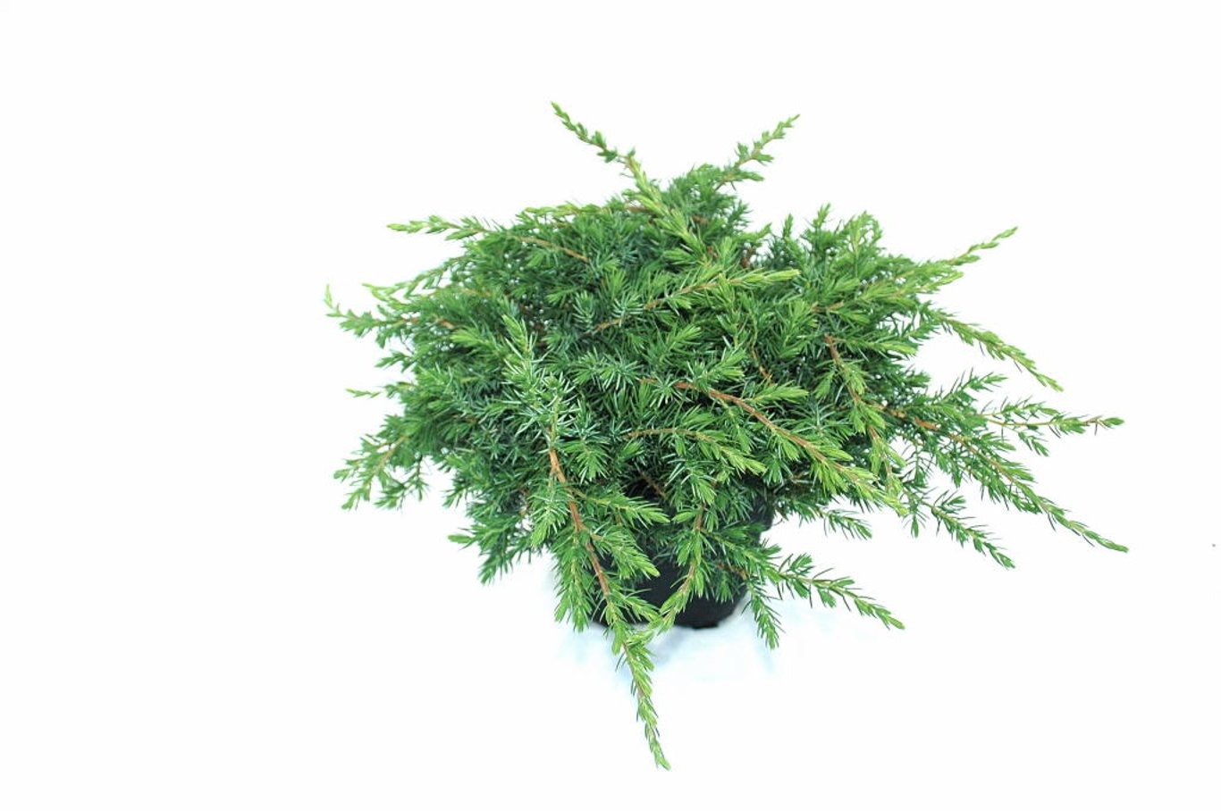 Juniperus conferta 'Schlager' - C2